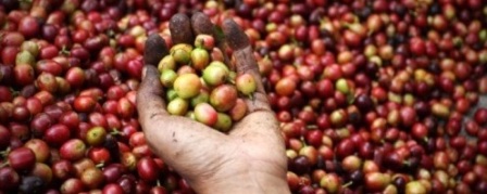 19.000 nông dân tham gia sản xuất cà phê 'sạch'